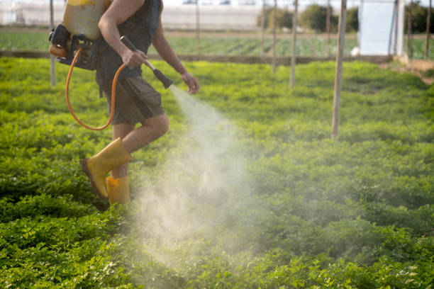 Reliable Myrtletown, CA Pest Control Solutions